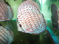 Essex Discus new store opens 4th October
