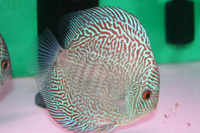 Essex Discus,New Stock List March