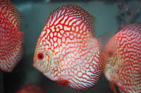 Essex Discus,New Stock List March