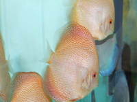 Essex Discus,New Stock List March