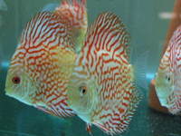Essex Discus,New Stock List March