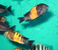 Wild Caught Tropheus Just in.