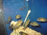 Wild Caught Tropheus Just in.