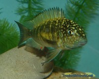 Wild Caught Tropheus Just in.