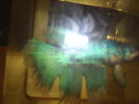 Quality Breeding Betta Splendans