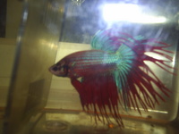 Quality Breeding Betta Splendans
