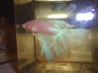 Quality Breeding Betta Splendans