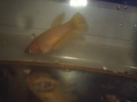 Quality Breeding Betta Splendans