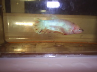 Quality Breeding Betta Splendans