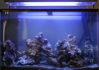 30g Marine Tank, Fully Mature with Livestock. £400 ovno (RRP £860)