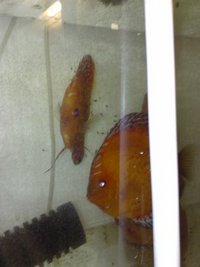 Stenker Red Marlbour Breeding Pair
