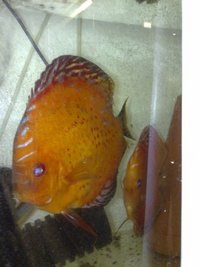 Stenker Red Marlbour Breeding Pair