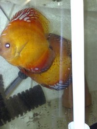 Stenker Red Marlbour Breeding Pair