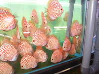 Essex Discus new store opens 4th October