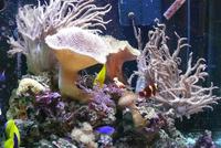 Complete Easy to Maintain Marine Tank Set-up