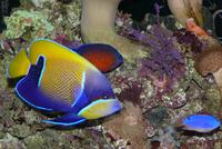 Complete Easy to Maintain Marine Tank Set-up