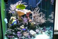 Complete Easy to Maintain Marine Tank Set-up