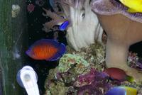 Complete Easy to Maintain Marine Tank Set-up