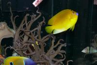 Complete Easy to Maintain Marine Tank Set-up
