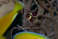 Complete Easy to Maintain Marine Tank Set-up