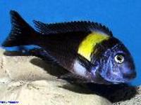 I am selling Tropheus Ilangi, Kachese, Moliro, Murago, Ndole, Bulu Point, Ikola, Bemba, Duboisi