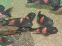I am selling Tropheus Ilangi, Kachese, Moliro, Murago, Ndole, Bulu Point, Ikola, Bemba, Duboisi