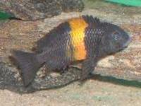 I am selling Tropheus Ilangi, Kachese, Moliro, Murago, Ndole, Bulu Point, Ikola, Bemba, Duboisi