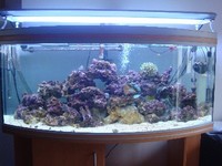 White Spot, need marine quarantine tank asap BRIGHTON