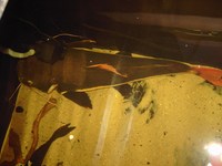 Big Red Tail Cat And other oddballs for sale.