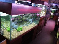 Clearance sale of second hand Aquariums stand and equipment .