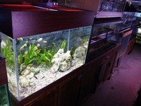 Clearance sale of second hand Aquariums stand and equipment .