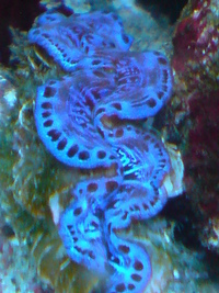 *FULL 90L CORAL REEF SETUP* AWARD WINNING!!!!!!!