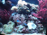 *FULL 90L CORAL REEF SETUP* AWARD WINNING!!!!!!!