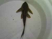 FOR SALE 2 x 2ft square glass aquariums and filters etc