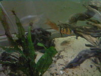 FOR SALE 2 x 2ft square glass aquariums and filters etc