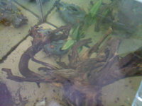 FOR SALE 2 x 2ft square glass aquariums and filters etc