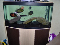 4ft bow front fluval aquarium