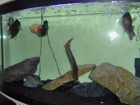 4ft bow front fluval aquarium