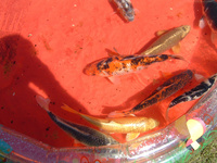 13 Koi Carp For Sale