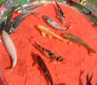 13 Koi Carp For Sale