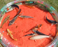 13 Koi Carp For Sale