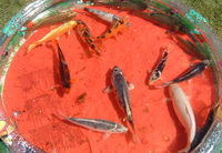 13 Koi Carp For Sale