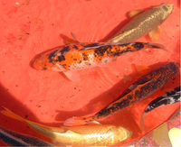 13 Koi Carp For Sale