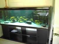2 mt X 50 cm x 70cm Rena Aquarium For sale.