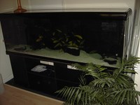 2 mt X 50 cm x 70cm Rena Aquarium For sale.