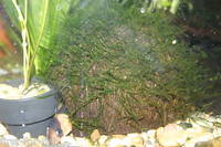 JAVA MOSS- GROWING ON COCONUT SHELL