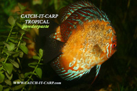 JAVA MOSS- GROWING ON COCONUT SHELL