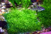 JAVA MOSS- GROWING ON COCONUT SHELL