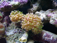 aqua reef 200 brand new everything you need to keep marine