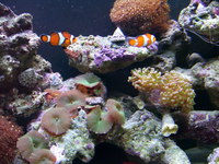 aqua reef 200 brand new everything you need to keep marine